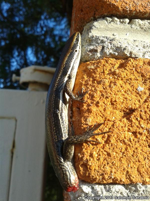 Central American Mabuya (Mabuya unimarginata)