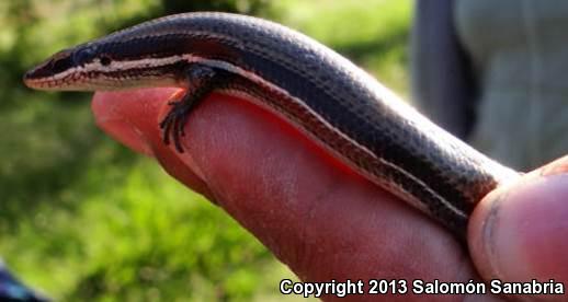 Central American Mabuya (Mabuya unimarginata)