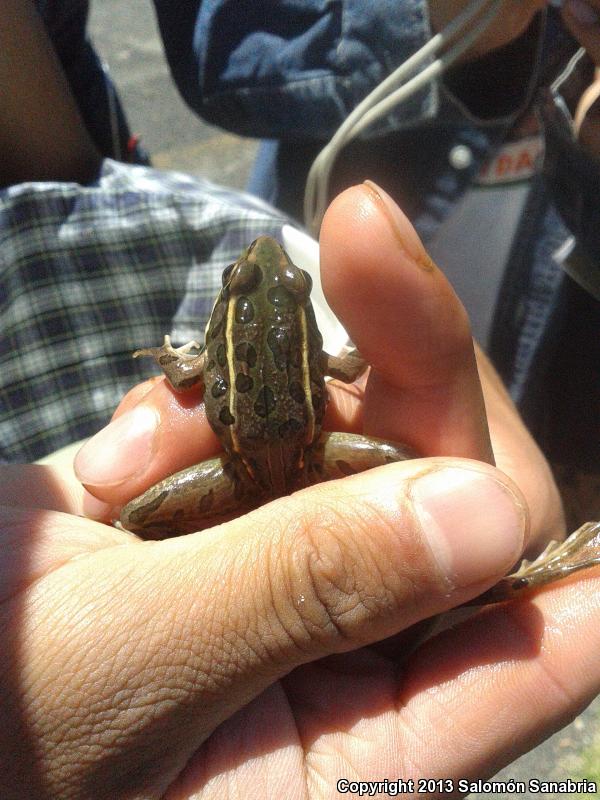 Dwarf Mexican Treefrog (Tlalocohyla smithi)