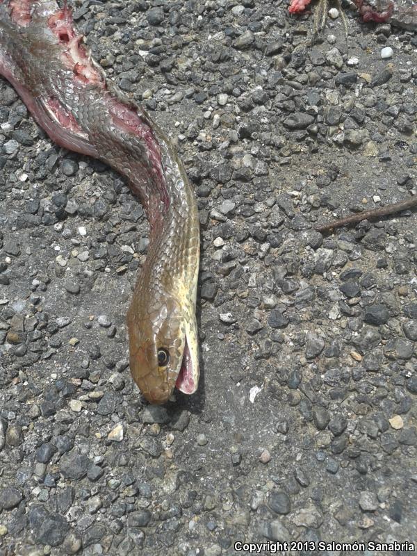 Neotropical Whipsnake (Coluber mentovarius mentovarius)