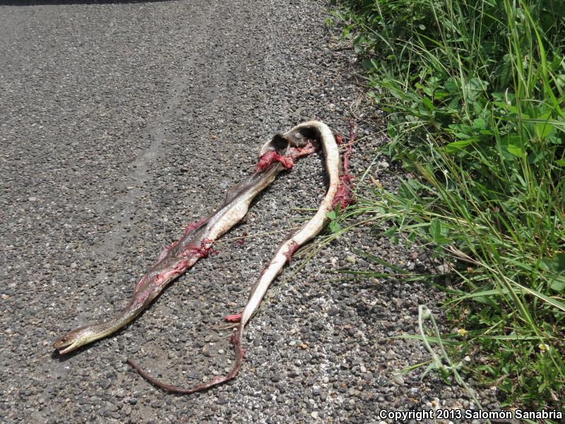 Neotropical Whipsnake (Coluber mentovarius mentovarius)