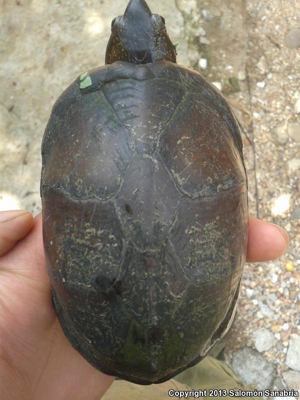 Northern White-lipped Mud Turtle (Kinosternon leucostomum leucostomum)