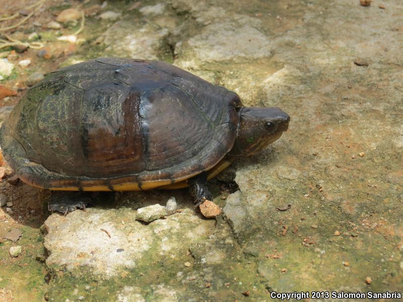 Northern White-lipped Mud Turtle (Kinosternon leucostomum leucostomum)