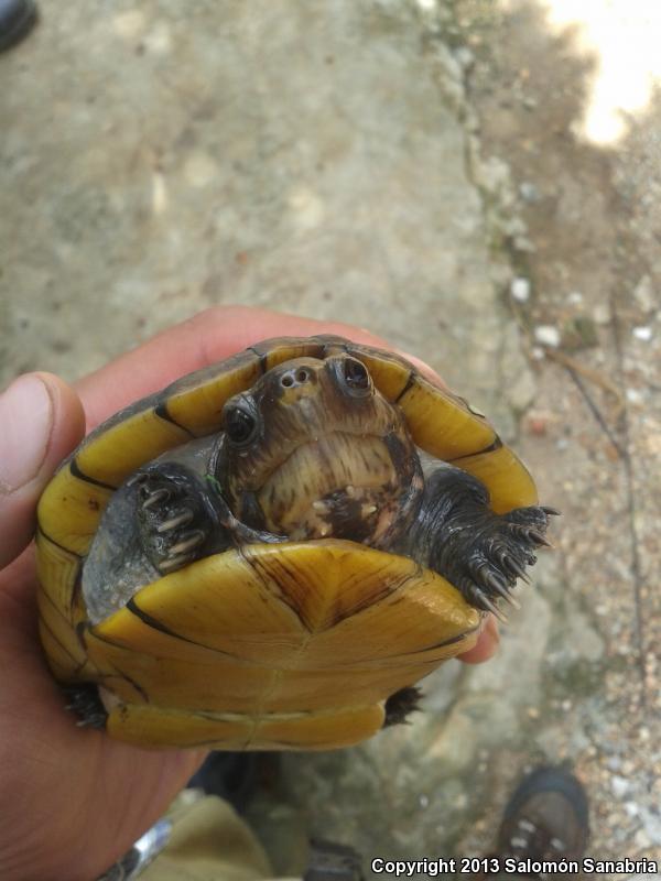 Northern White-lipped Mud Turtle (Kinosternon leucostomum leucostomum)