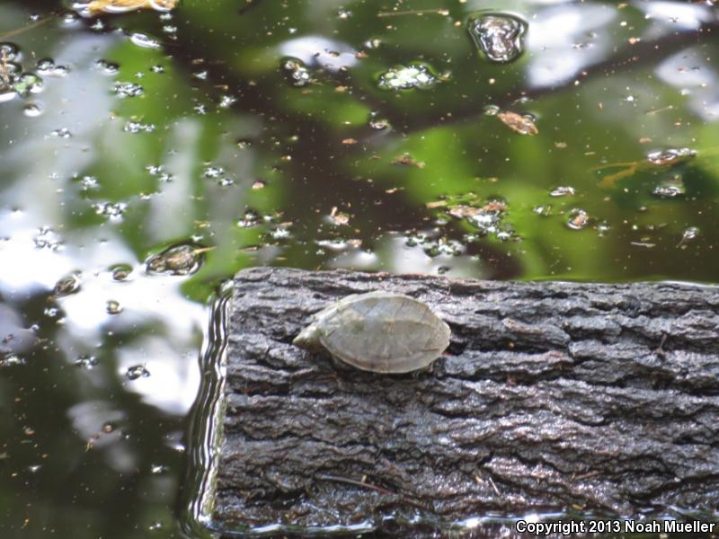 Loggerhead Musk Turtle (Sternotherus minor minor)