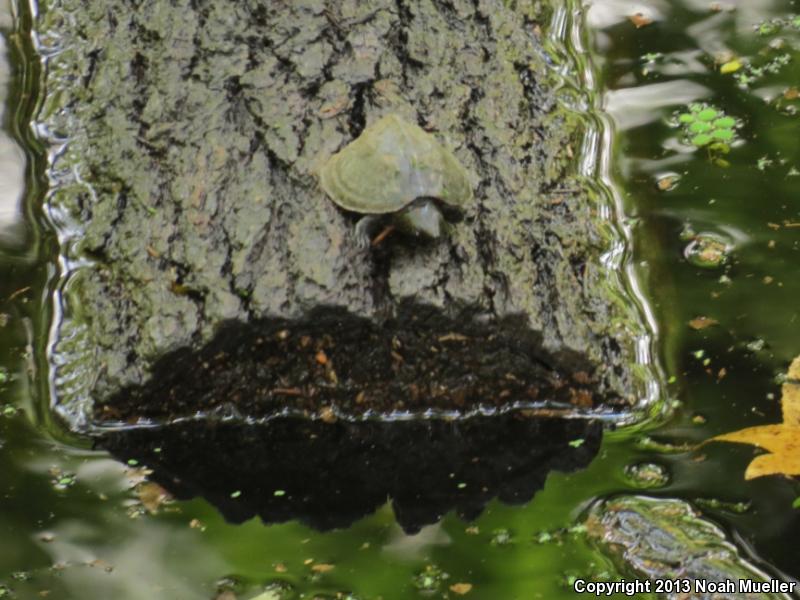 Loggerhead Musk Turtle (Sternotherus minor minor)