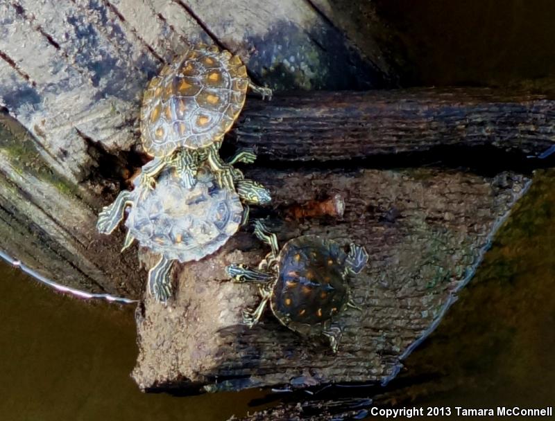 Yellow-blotched Map Turtle (Graptemys flavimaculata)