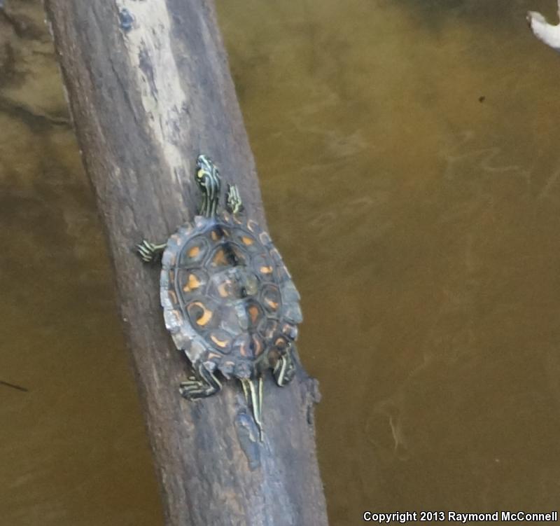 Yellow-blotched Map Turtle (Graptemys flavimaculata)