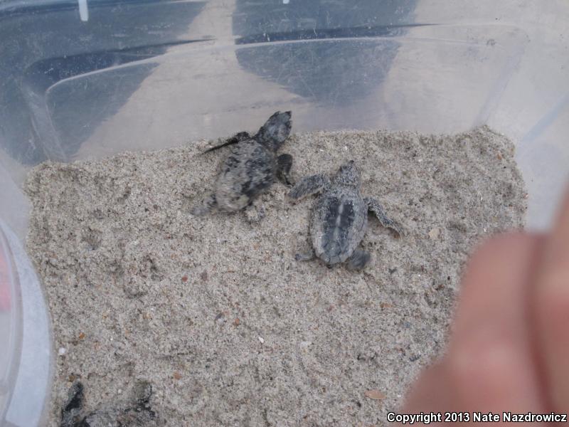 Loggerhead Sea Turtle (Caretta caretta)