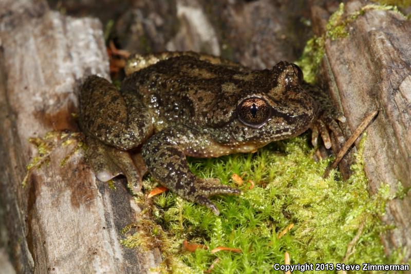 Eastern Tailed Frog (Ascaphus montanus)