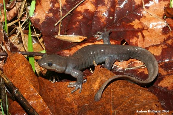 Jefferson Salamander (Ambystoma jeffersonianum)