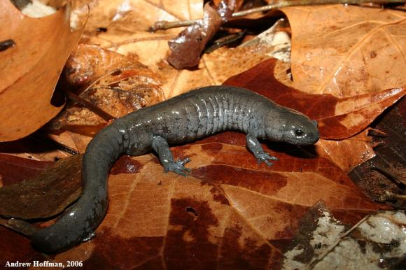 Streamside Salamander (Ambystoma barbouri)