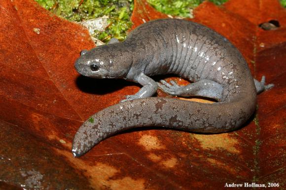 Streamside Salamander (Ambystoma barbouri)