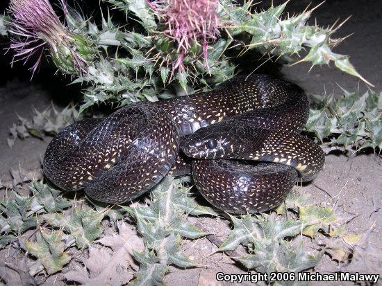 Desert Kingsnake (Lampropeltis getula splendida)