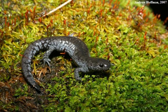 Streamside Salamander (Ambystoma barbouri)