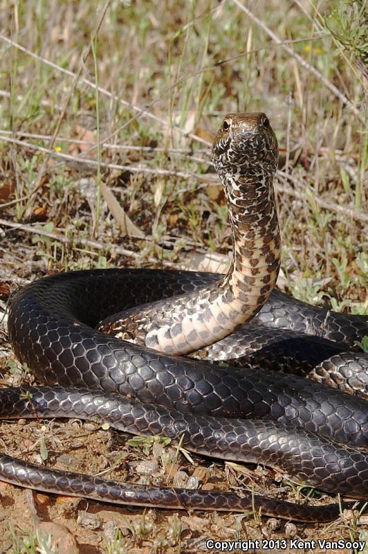 Baja California Coachwhip (Coluber fuliginosus)