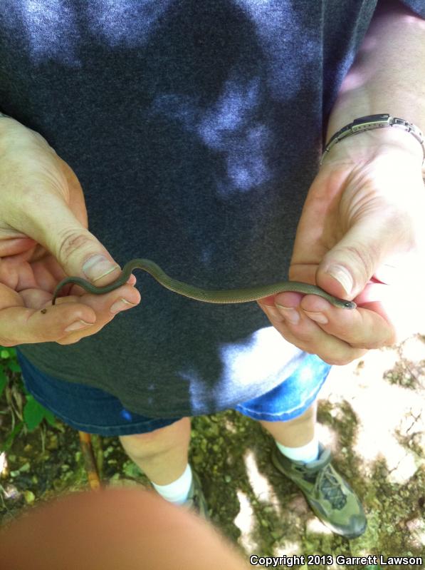 Western Smooth Earthsnake (Virginia valeriae elegans)