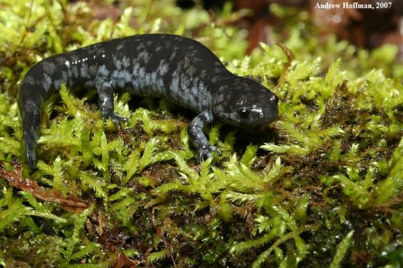 Streamside Salamander (Ambystoma barbouri)