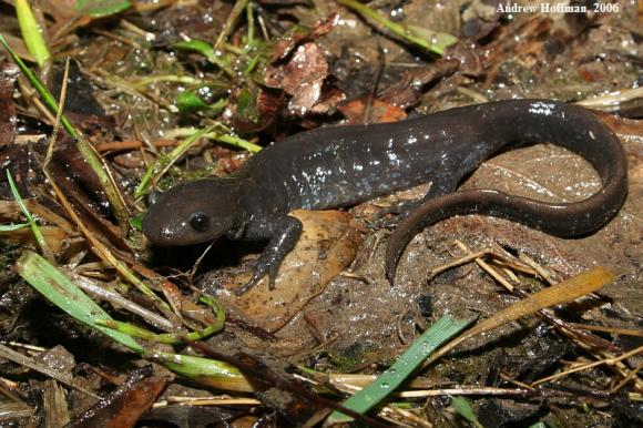 Jefferson Salamander (Ambystoma jeffersonianum)