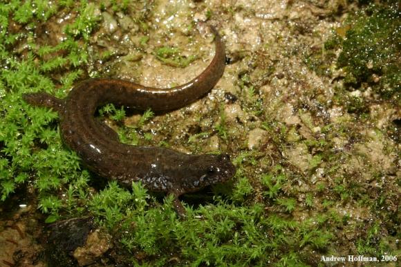 Northern Dusky Salamander (Desmognathus fuscus)