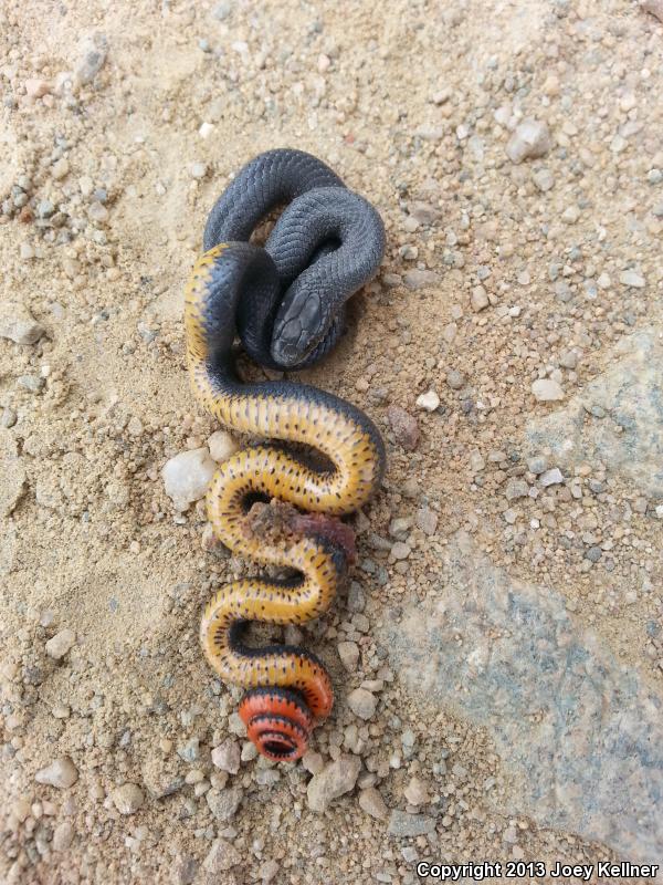 Regal Ring-necked Snake (Diadophis punctatus regalis)