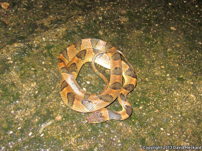 Southwestern Cat-eyed Snake (Leptodeira maculata)