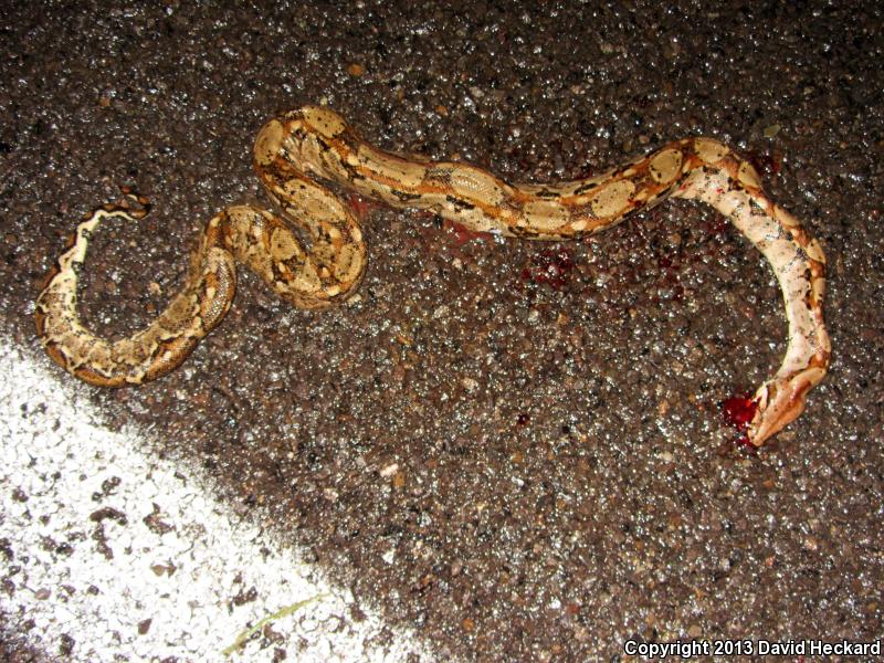 Mexican Boa Constrictor (Boa constrictor imperator)