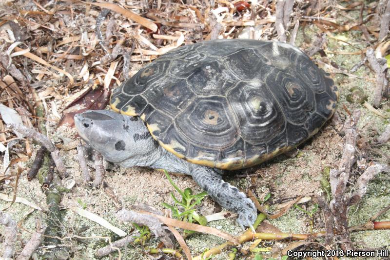 Mangrove Diamond-backed Terrapin (Malaclemys terrapin rhizophorarum)