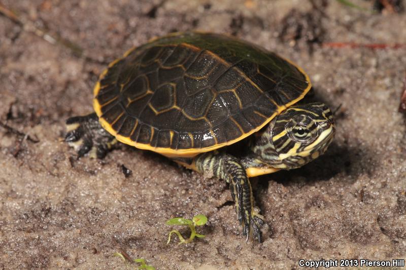 Eastern Chicken Turtle (Deirochelys reticularia reticularia)