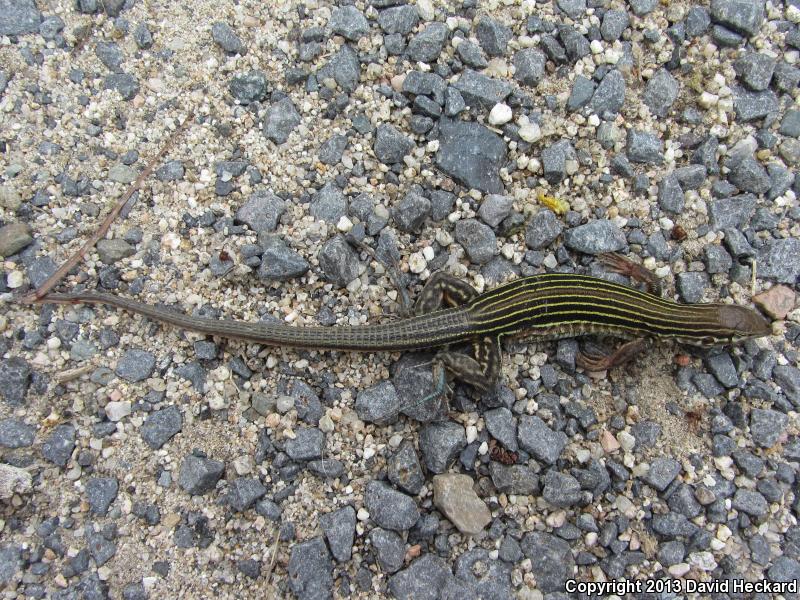 Many-lined Whiptail (Aspidoscelis lineatissima)