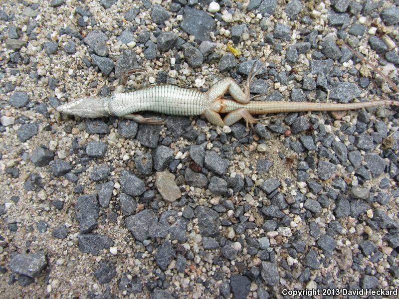 Many-lined Whiptail (Aspidoscelis lineatissima)