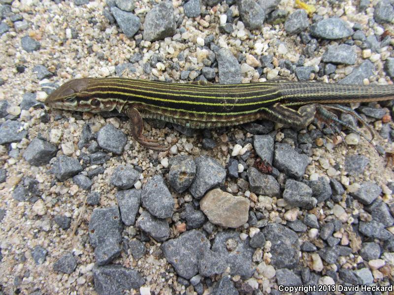 Many-lined Whiptail (Aspidoscelis lineatissima)