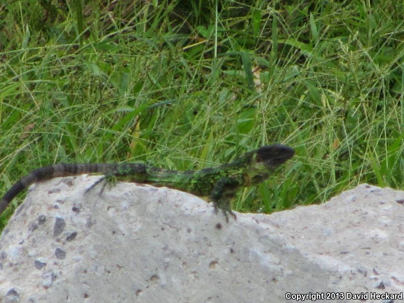 Mexican Spiny-tailed Iguana (Ctenosaura pectinata)