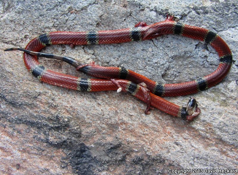 Colima Clear-banded Coralsnake (Micrurus distans oliveri)