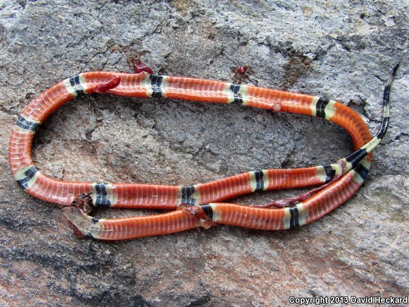 Colima Clear-banded Coralsnake (Micrurus distans oliveri)