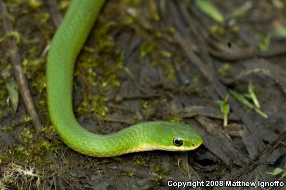 Smooth Greensnake (Opheodrys vernalis)