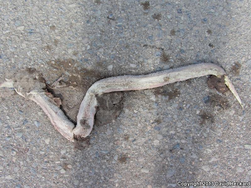 Mexican Burrowing Python (Loxocemus bicolor)