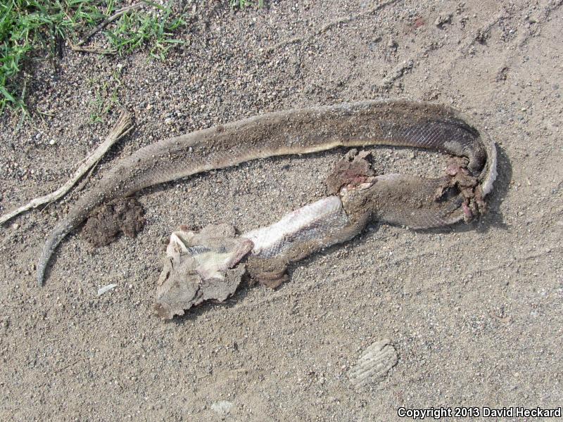 Mexican Burrowing Python (Loxocemus bicolor)