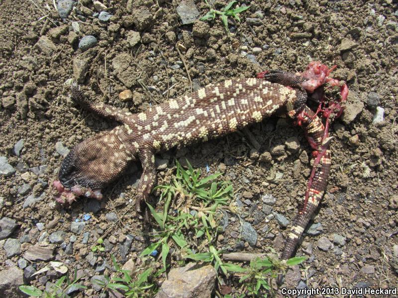 Mexican Beaded Lizard (Heloderma horridum horridum)