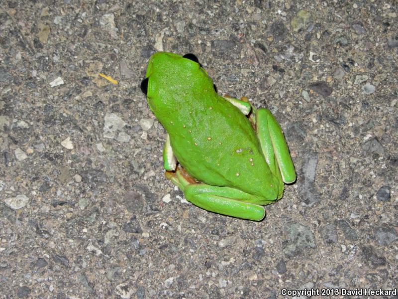 Mexican Leaf Frog (Pachymedusa dacnicolor)