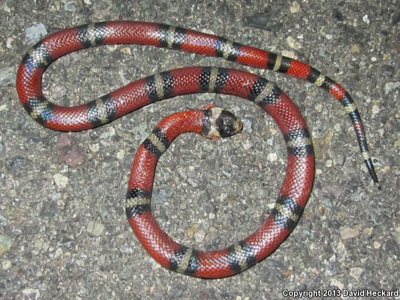 Nelson's Milksnake (Lampropeltis triangulum nelsoni)