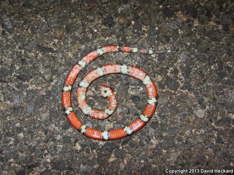 Nelson's Milksnake (Lampropeltis triangulum nelsoni)