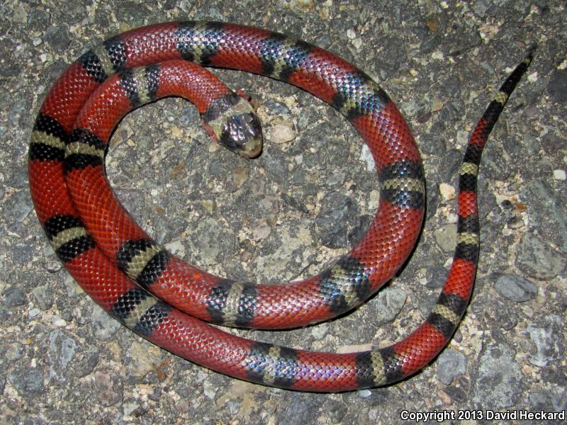 Nelson's Milksnake (Lampropeltis triangulum nelsoni)