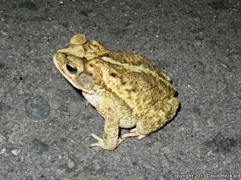 Sinaloa Toad (Ollotis mazatlanensis)