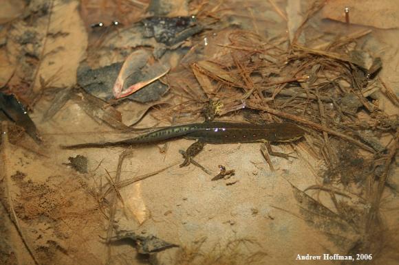 Red-Spotted Newt (Notophthalmus viridescens viridescens)