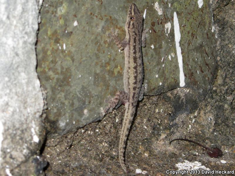 Michoacán Leaf-toed Gecko (Phyllodactylus lanei rupinus)