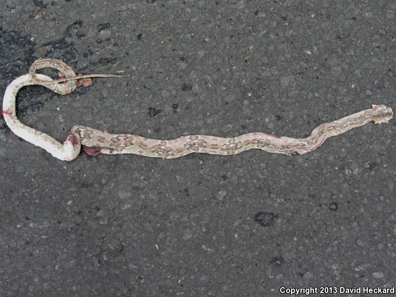 Western Lyresnake (Trimorphodon biscutatus biscutatus)