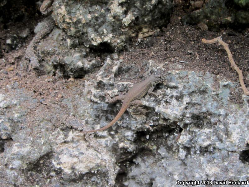 Red-headed Spiny Lizard (Sceloporus pyrocephalus)