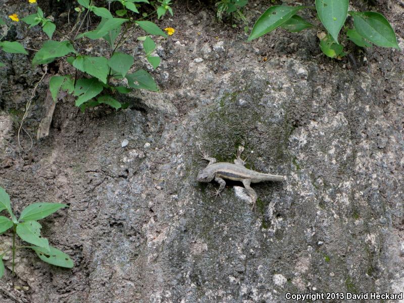 Red-headed Spiny Lizard (Sceloporus pyrocephalus)