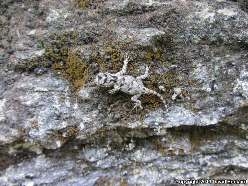 Black-nosed Lizard (Sceloporus melanorhinus)